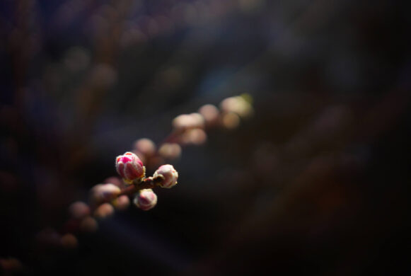 {{brizy_dc_image_alt imageSrc=