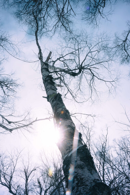 {{brizy_dc_image_alt imageSrc=